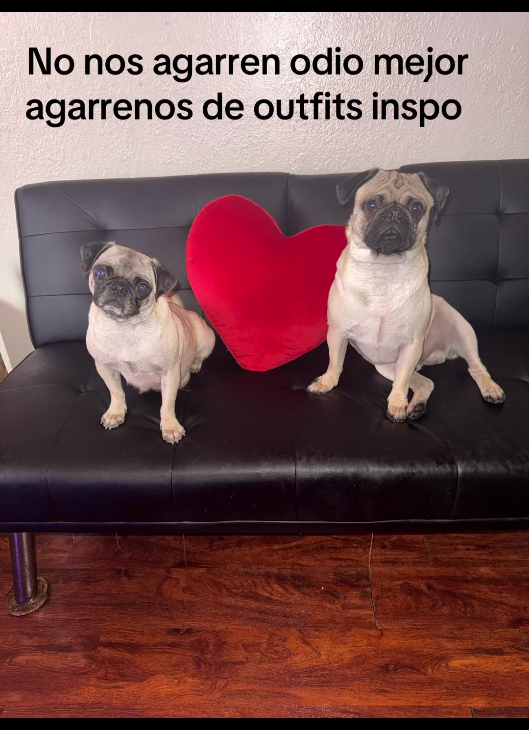 @Pogi y maganda pugs