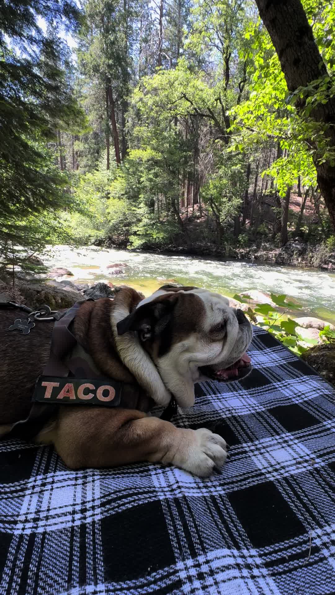 @Taco 🐶🧿