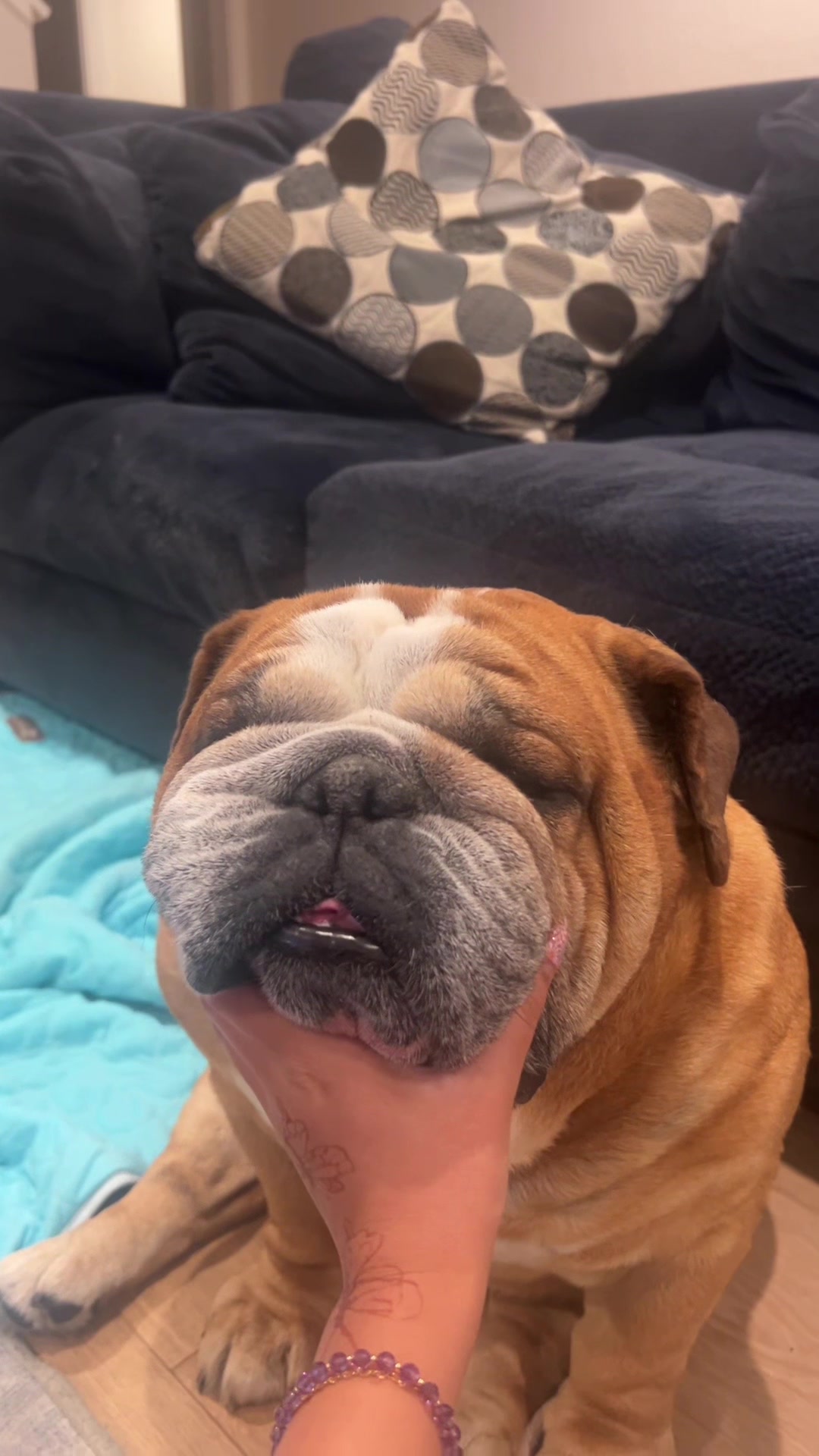 @Reggie the Bulldog