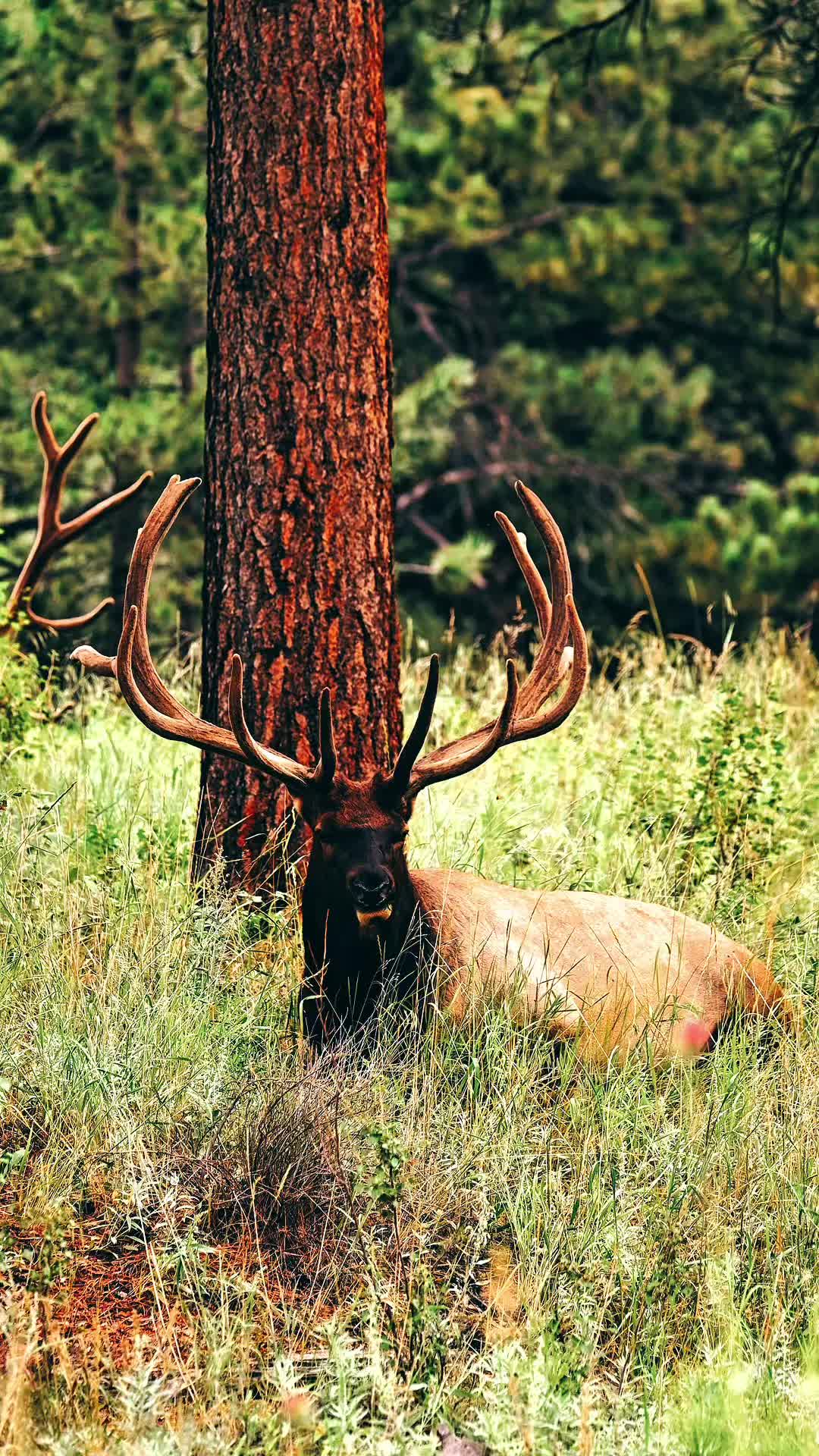 @Wild Born Outdoors - Saxton