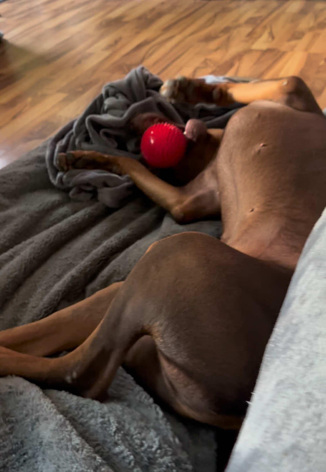 @Chocko The Doberman
