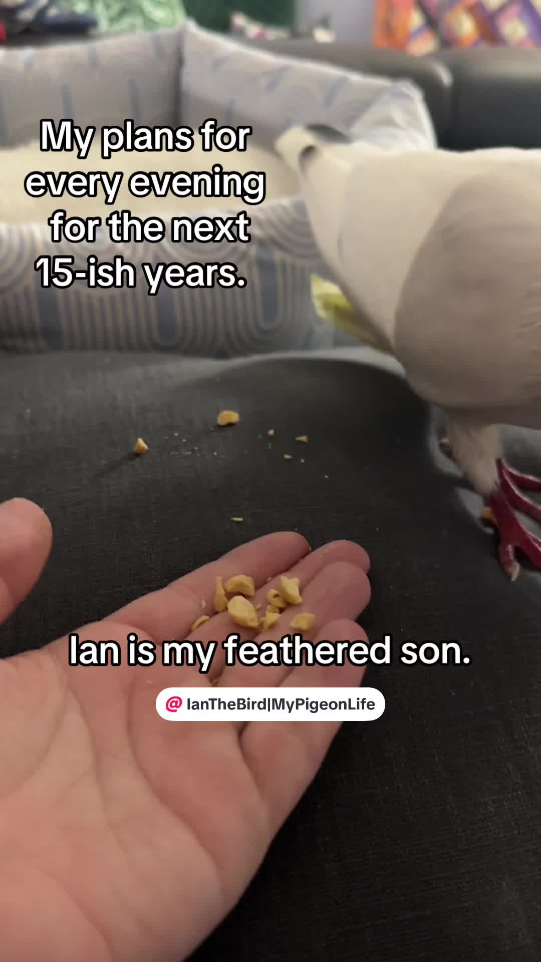@Lindsay ⬅️ MO Pigeon Mama 🐦🔵
