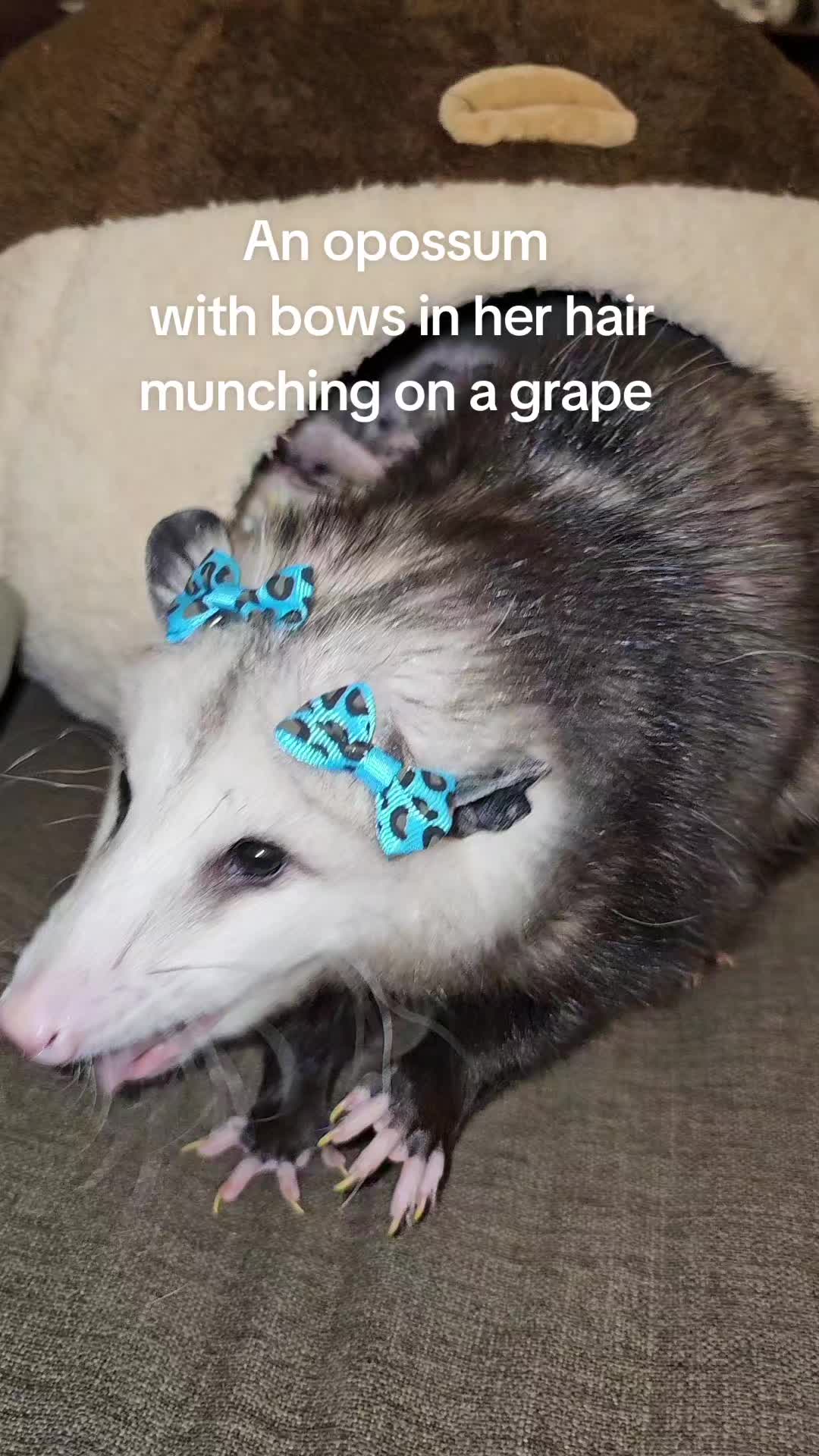 @OPOSSUMDAWGMOM