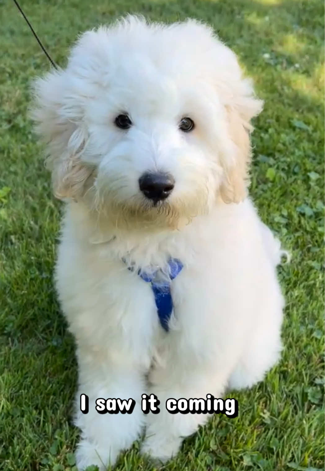 @Enzo the Dood