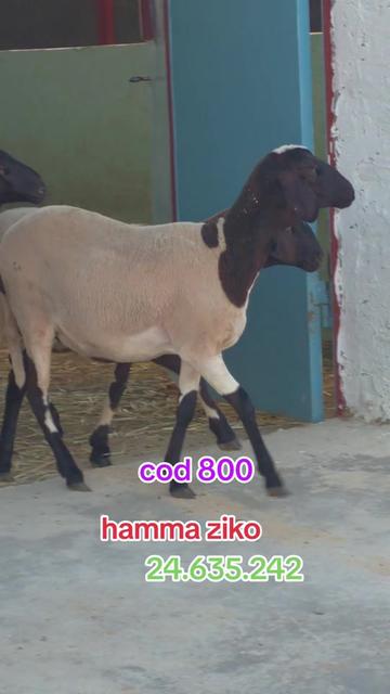 @hamma ziko
