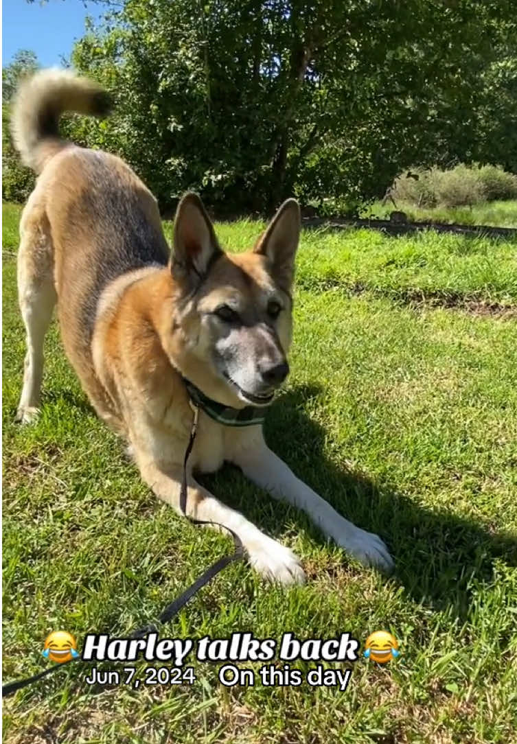 @🇨🇦 K9 Harley & Jody 🇨🇦