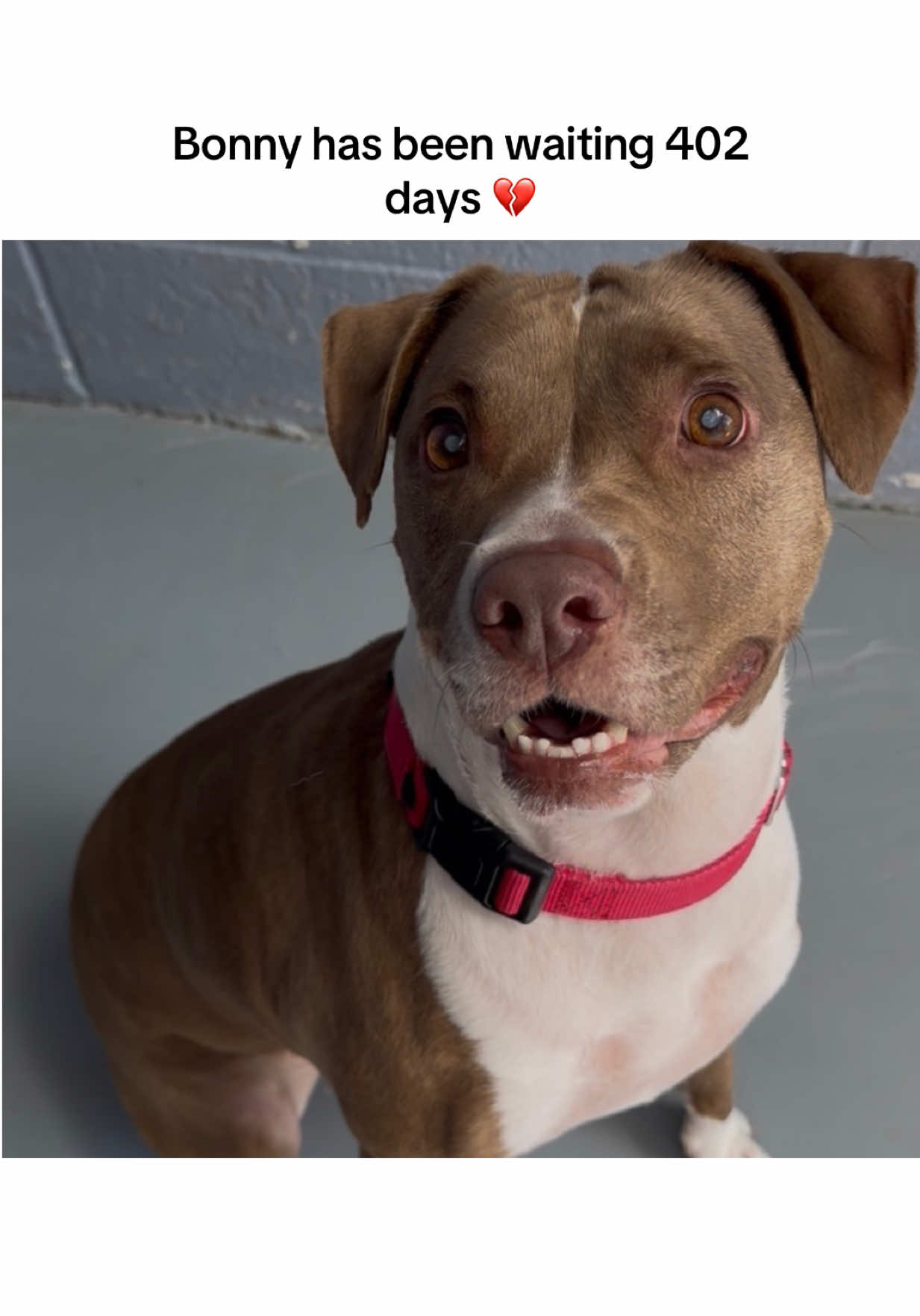 @PAWS Shelter