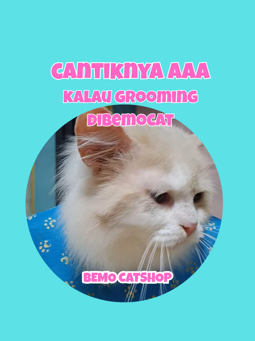 @Bemo Catshop