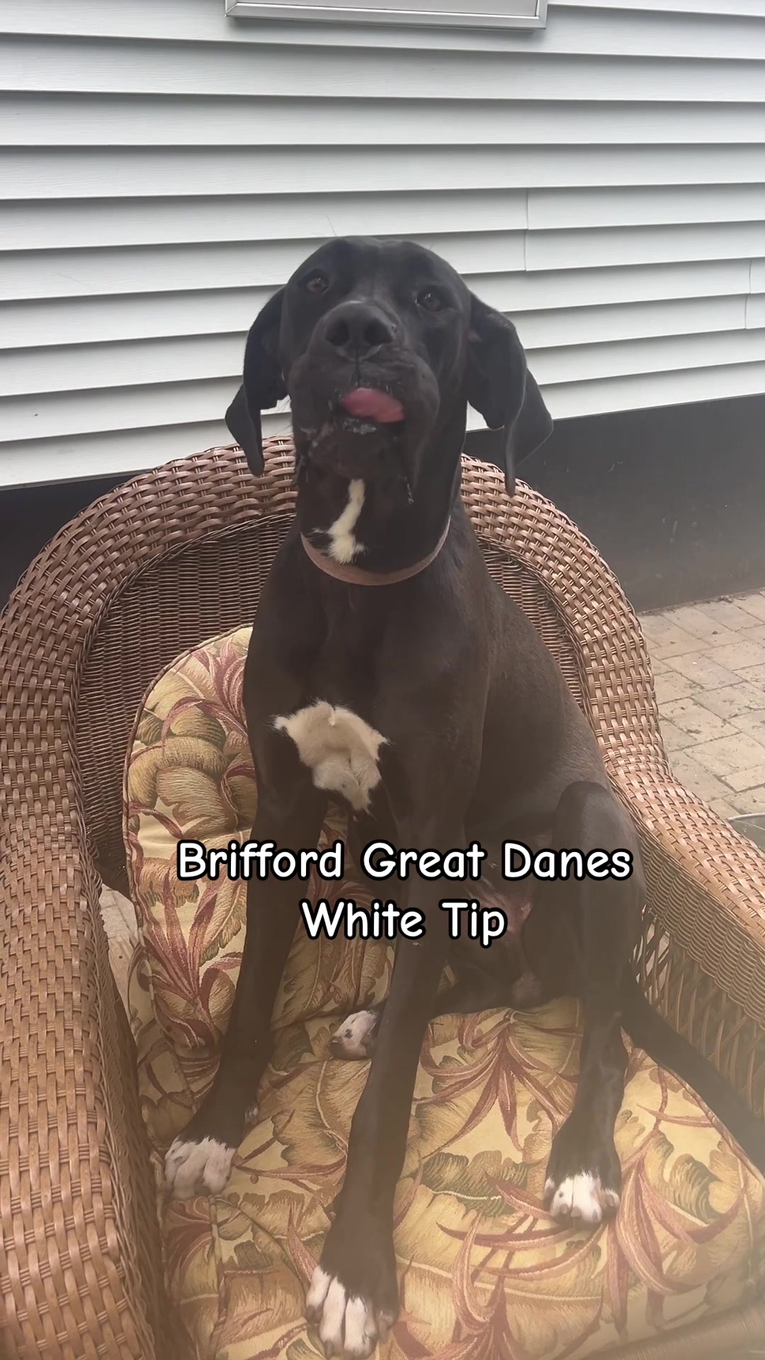 @Brifford Great Danes .com
