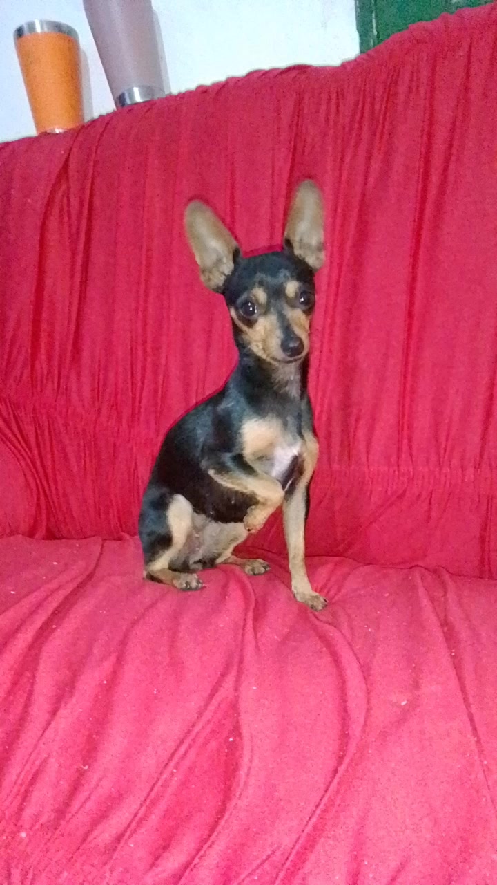 @🩷Tetê e suas pinschers🩷