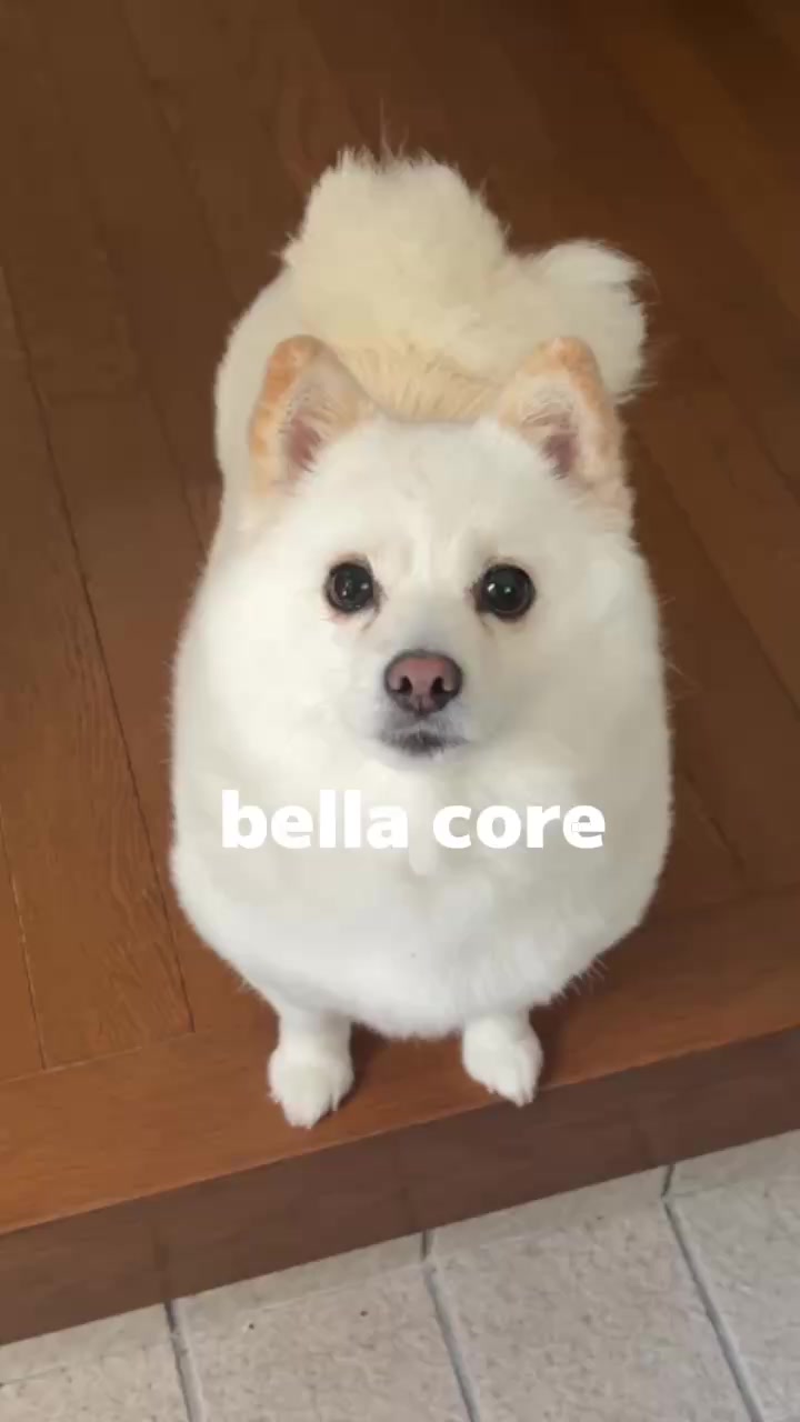 @bellaver🐻&zwj;❄️