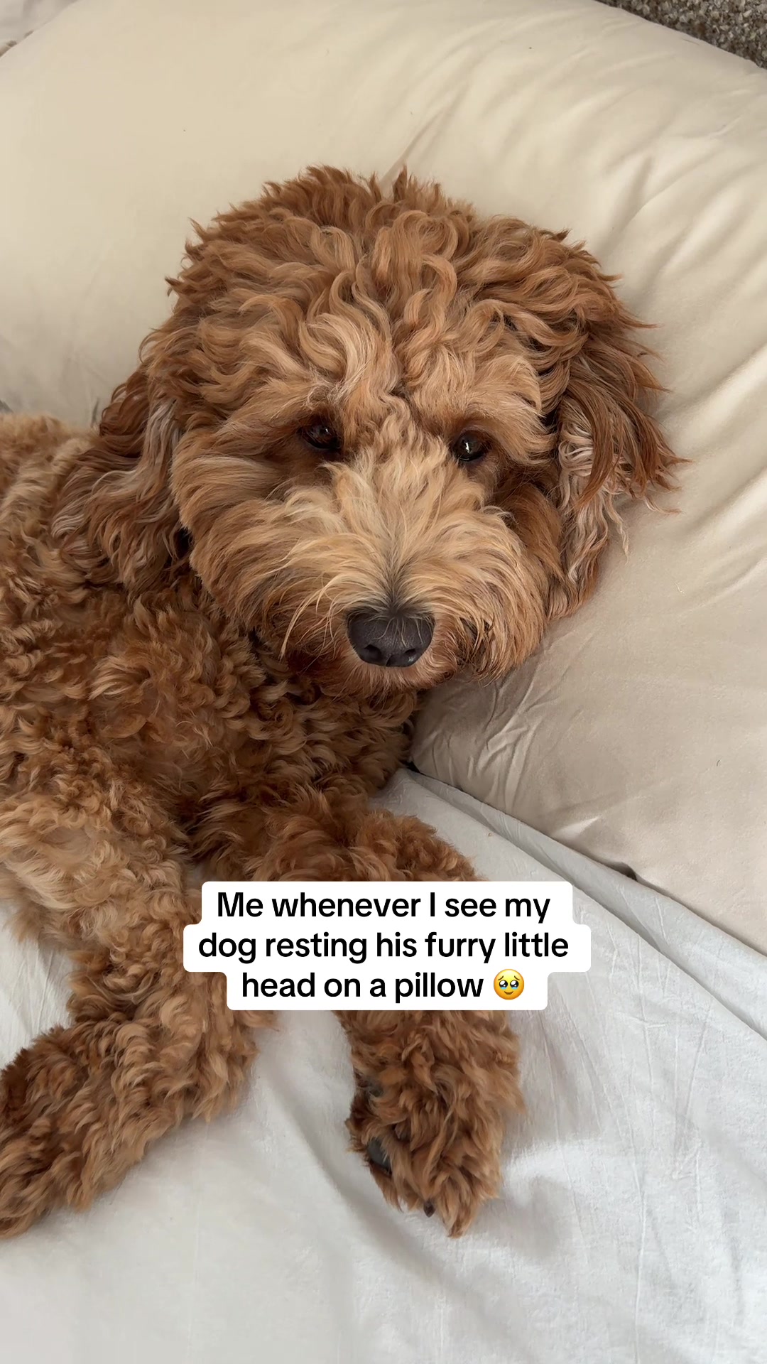 @Teddy 🐾