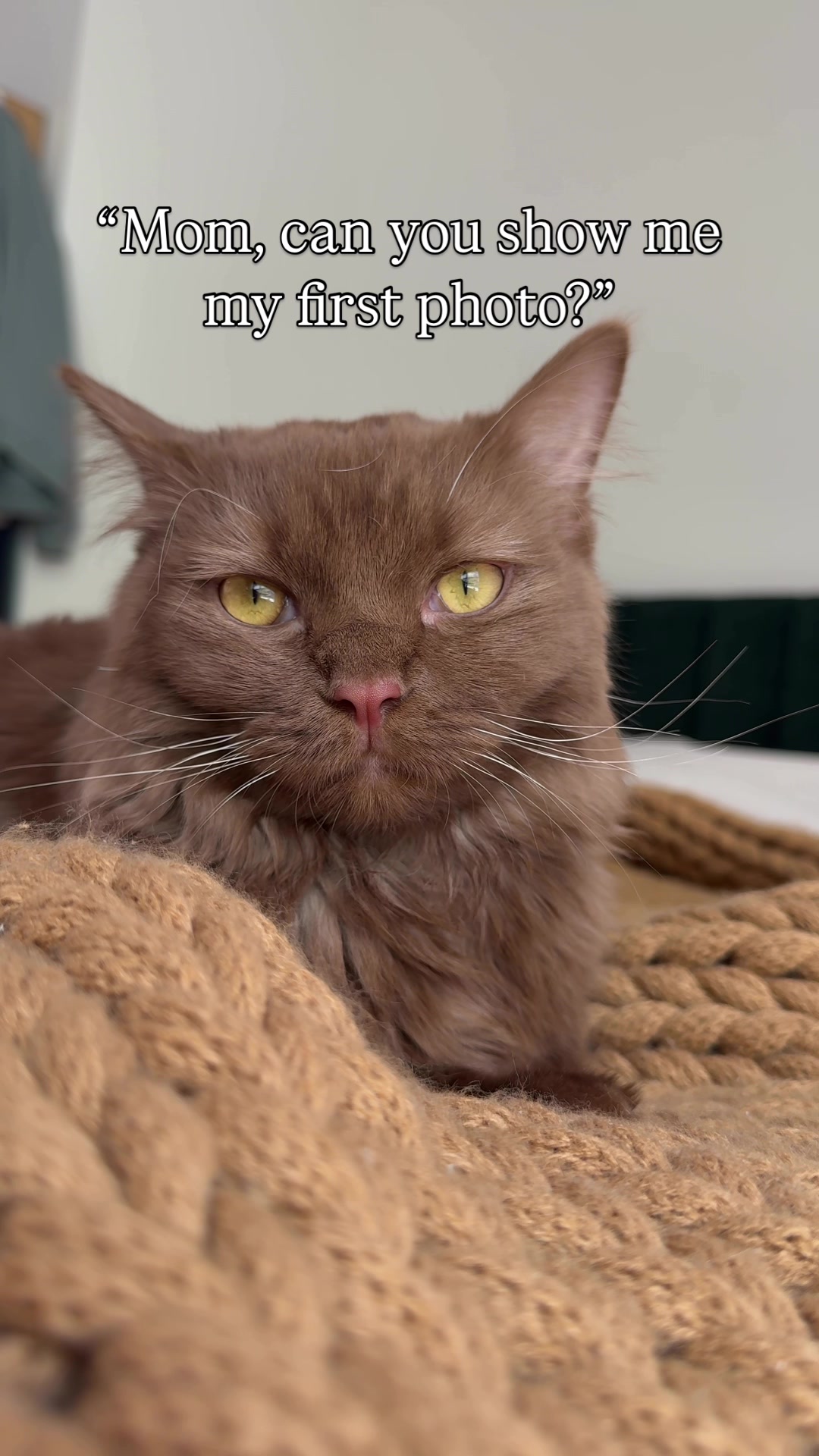@Churro the Cinnamon Ragdoll 🤎