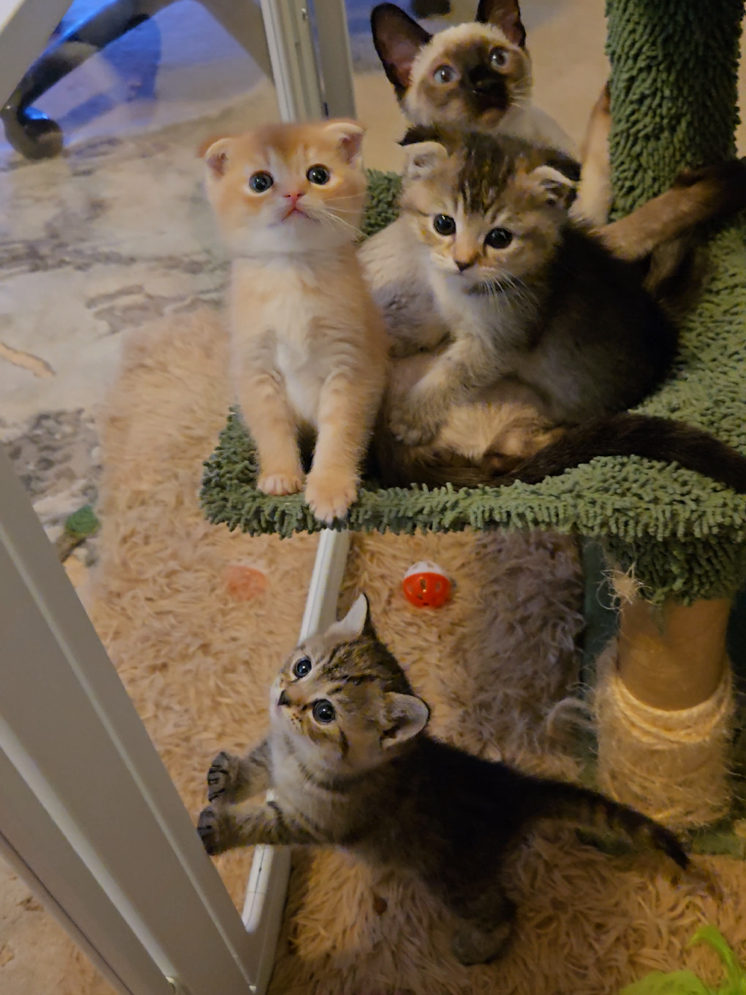 @Brittany's Beauties Kittens