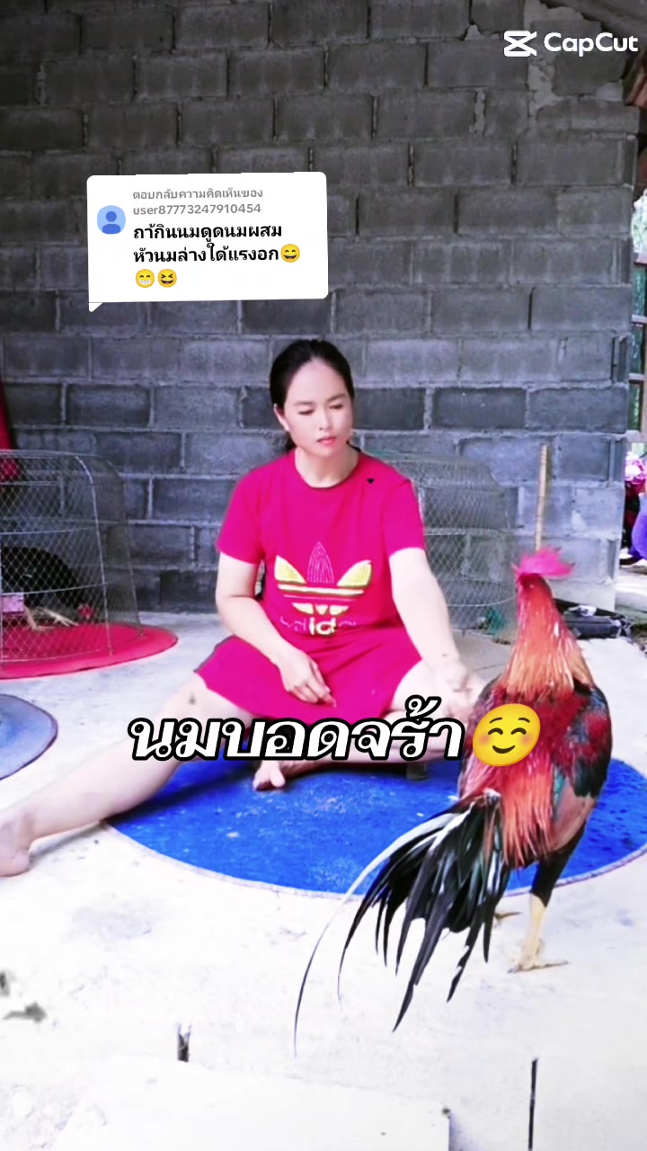 @น้องkik...ผู้หญิงชอบไก่ชน🐓
