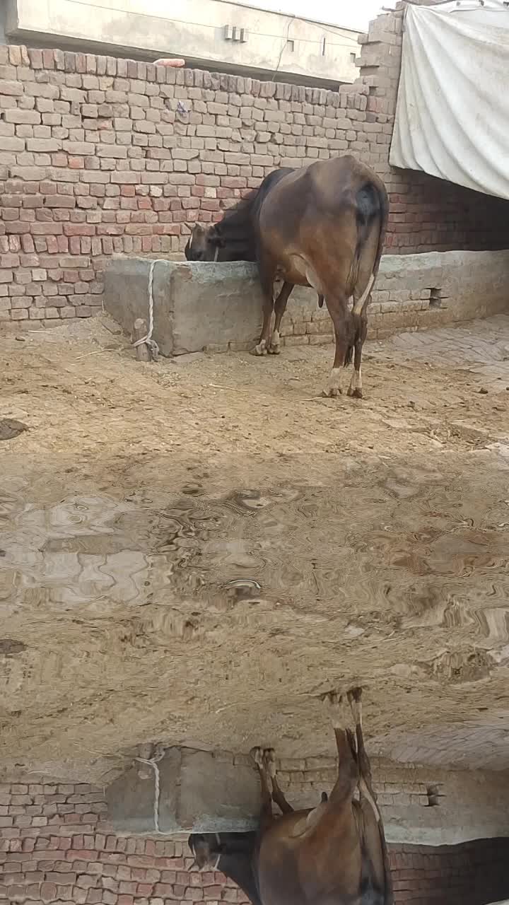 @Saqib