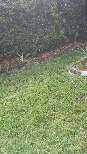 @LifeInTiffianysGarden👩🏾🌾🌱