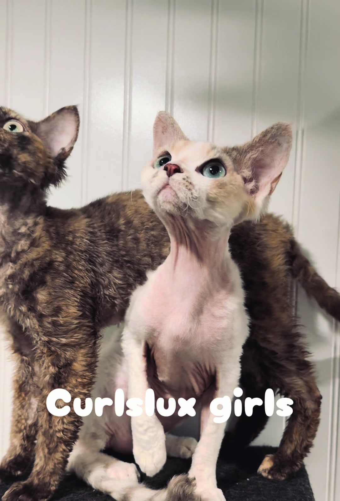 @Curlslux cattery!!🇺🇸