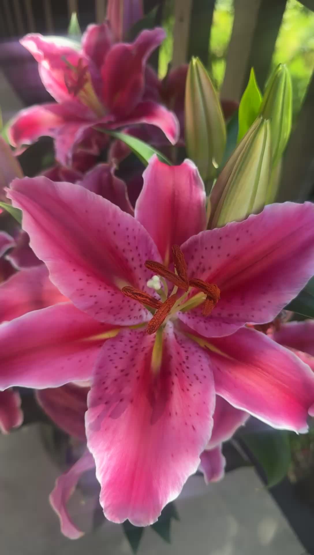 @Marleny Diaz 🌺