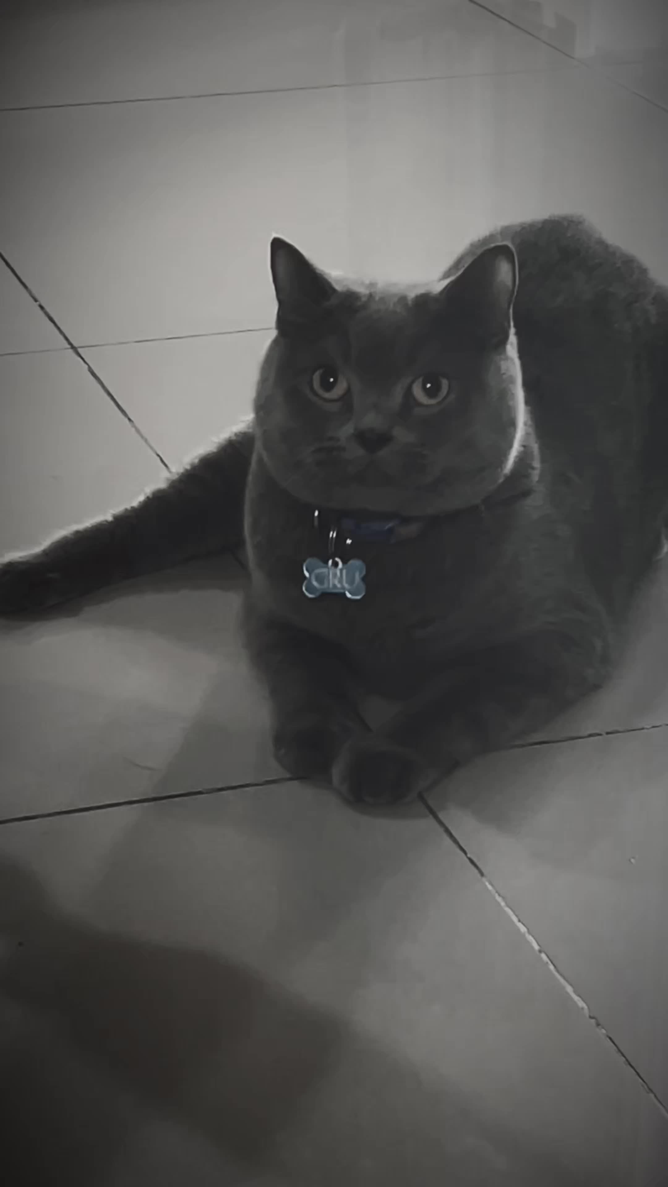 @BecauseCats