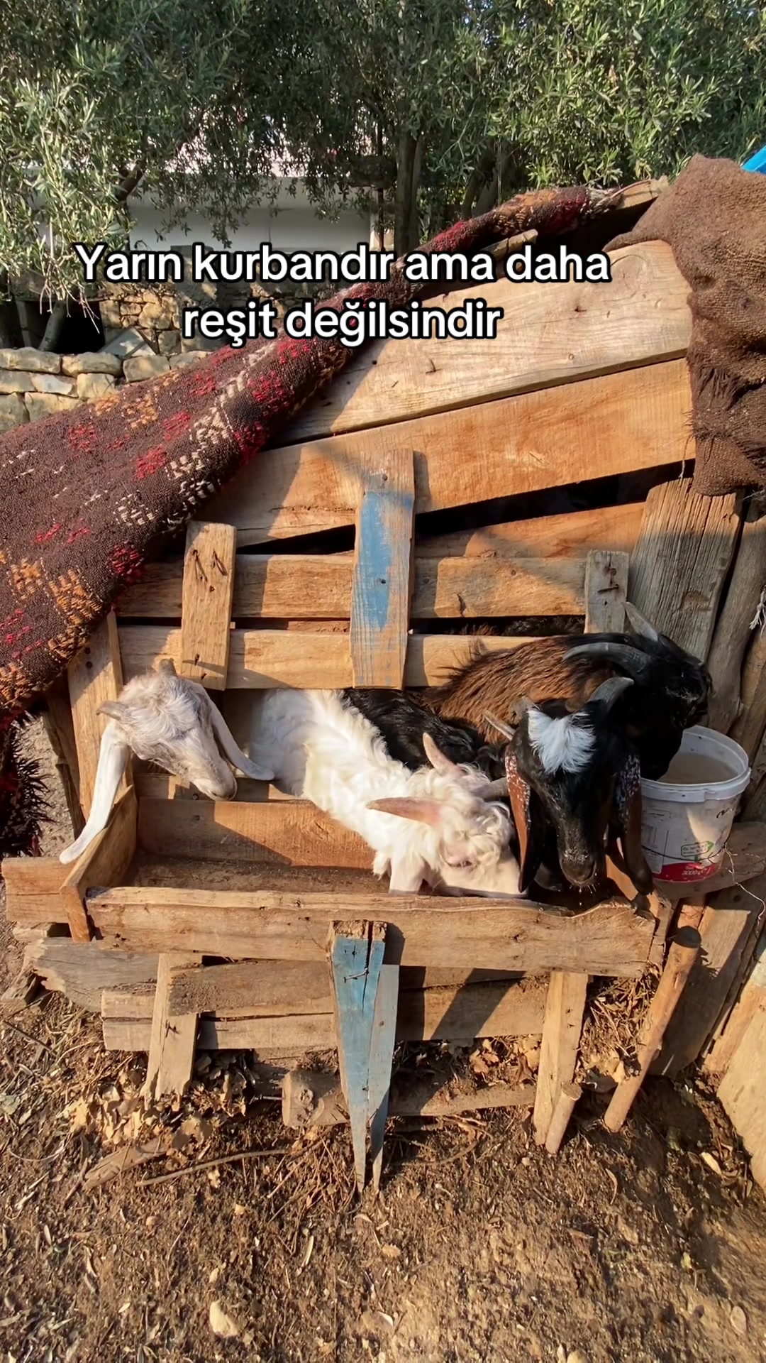 @YÖRÜK KIZI 