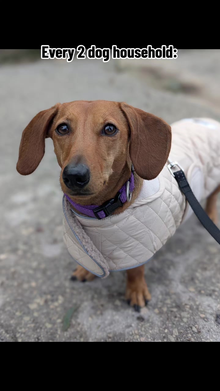 @The Dachshund Diaries 🐾