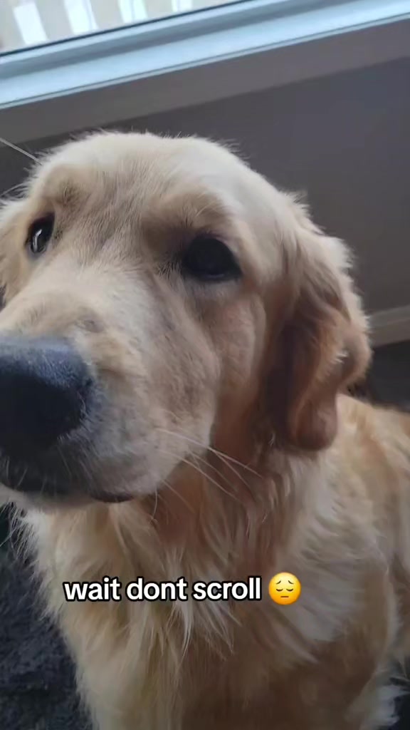 @🐶Griffin