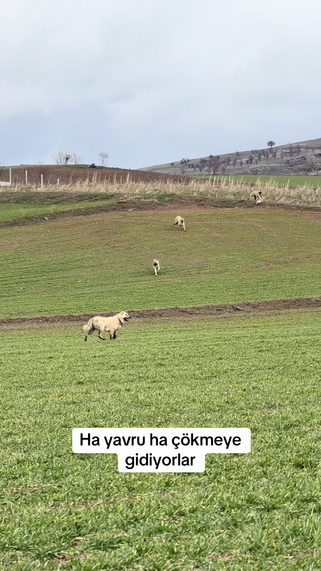 @kangalcı serkan