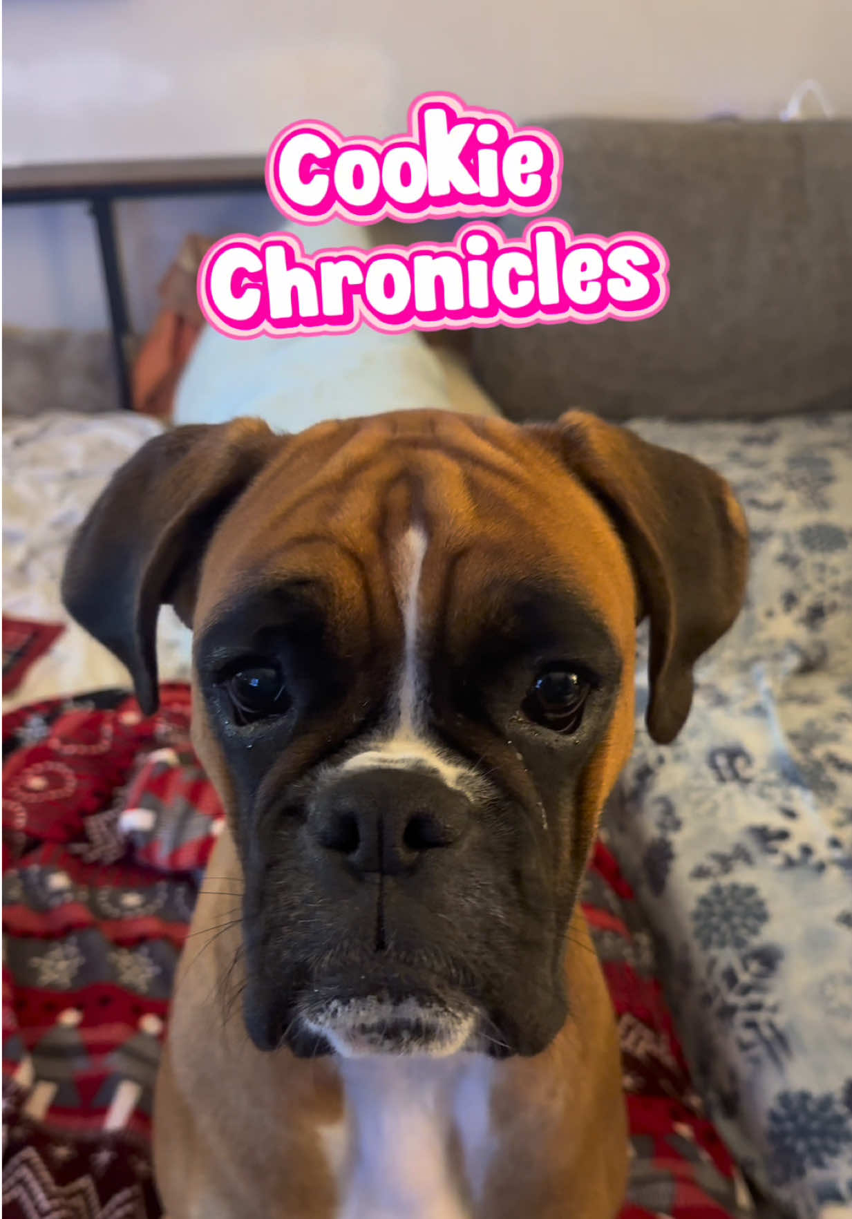 @boxermadness