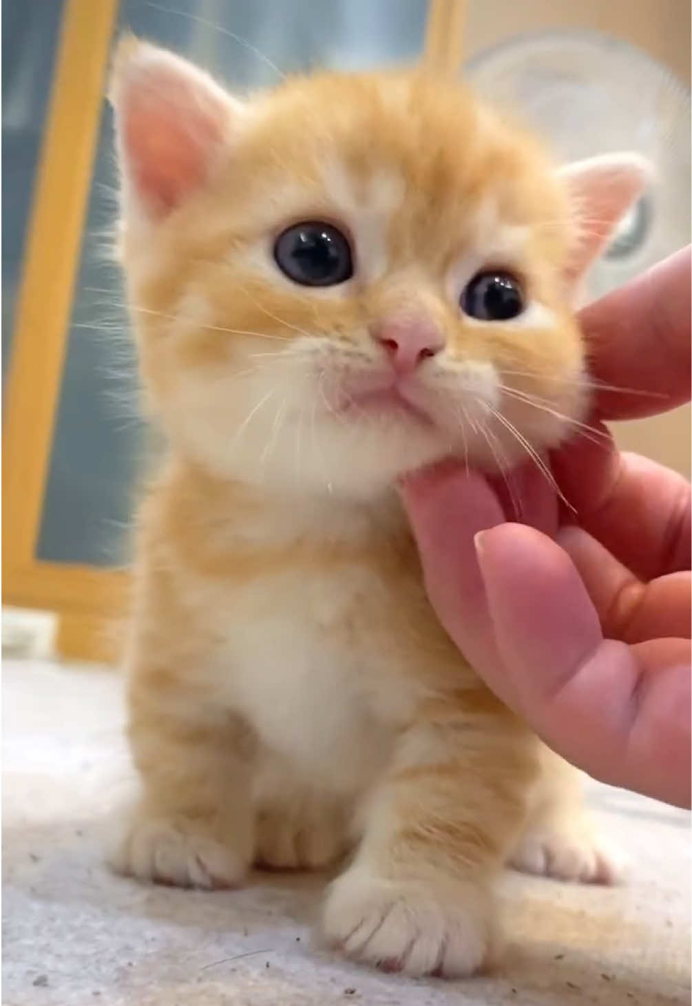 @kloutkittens