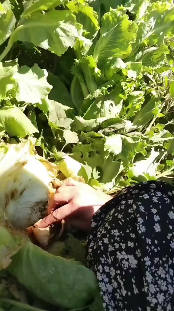 @🐏YÖRÜK KIZI 🐏33.70