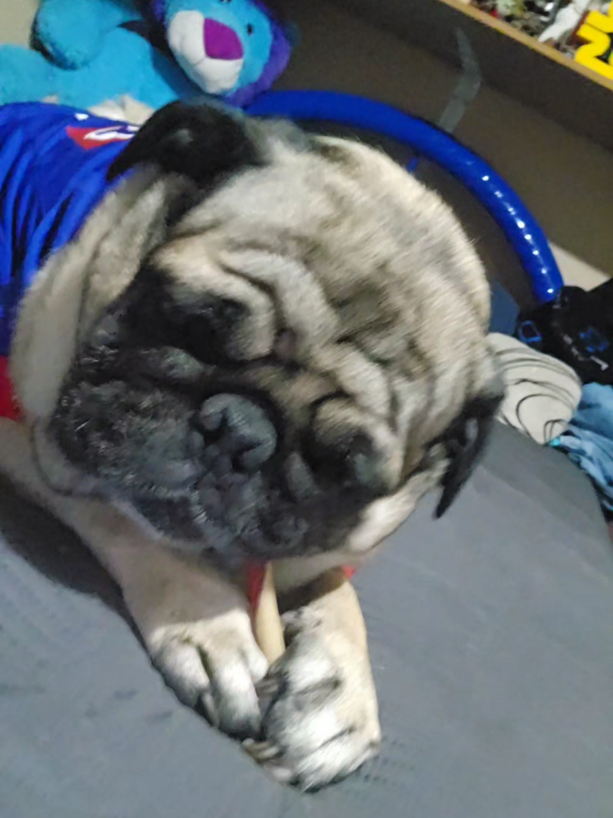 @CHICHARO🐶🐾
