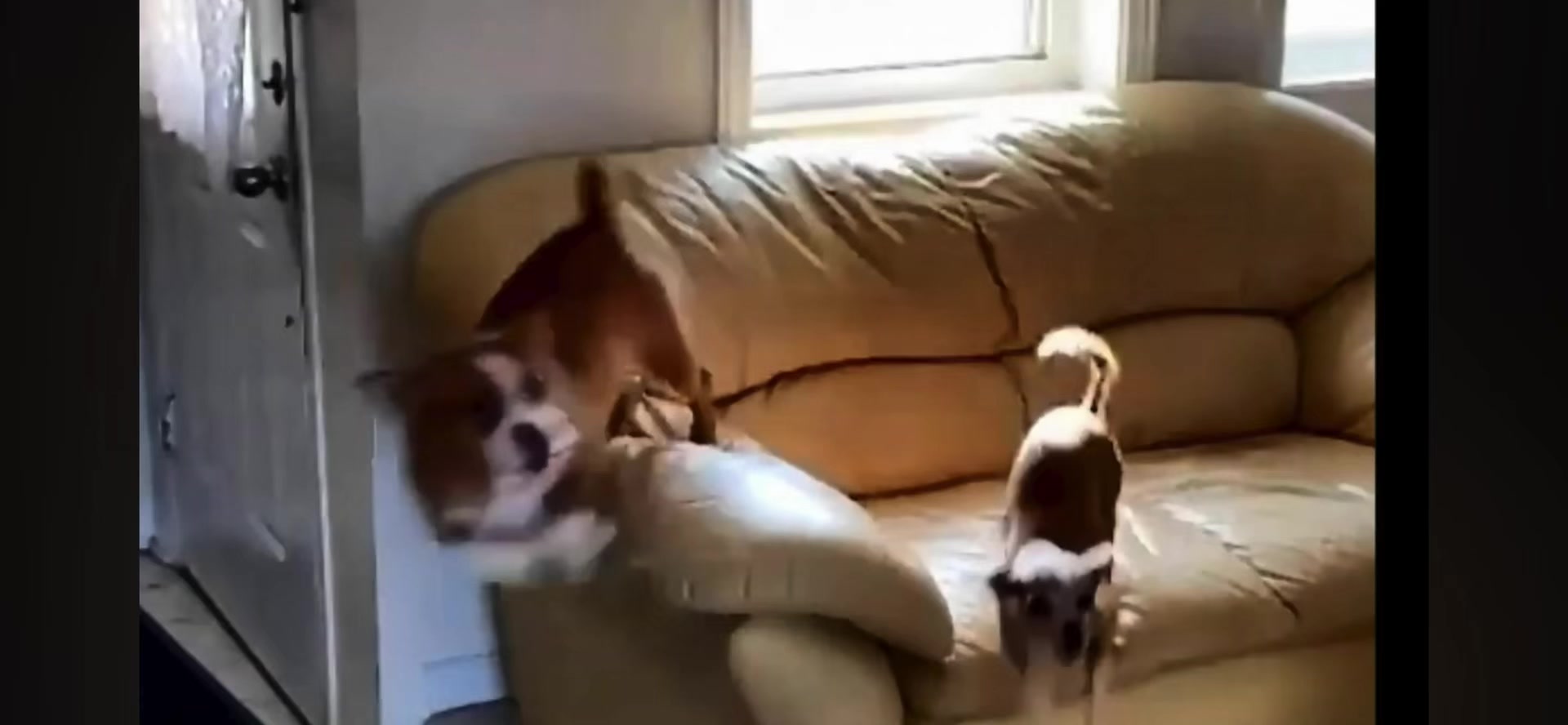 @KAY_THE_DOG_BOSS