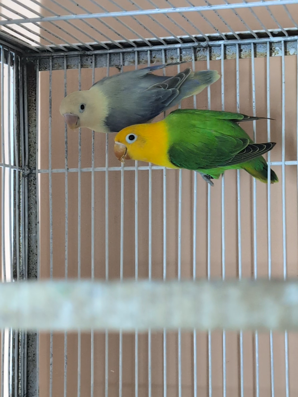 @manhaaviary