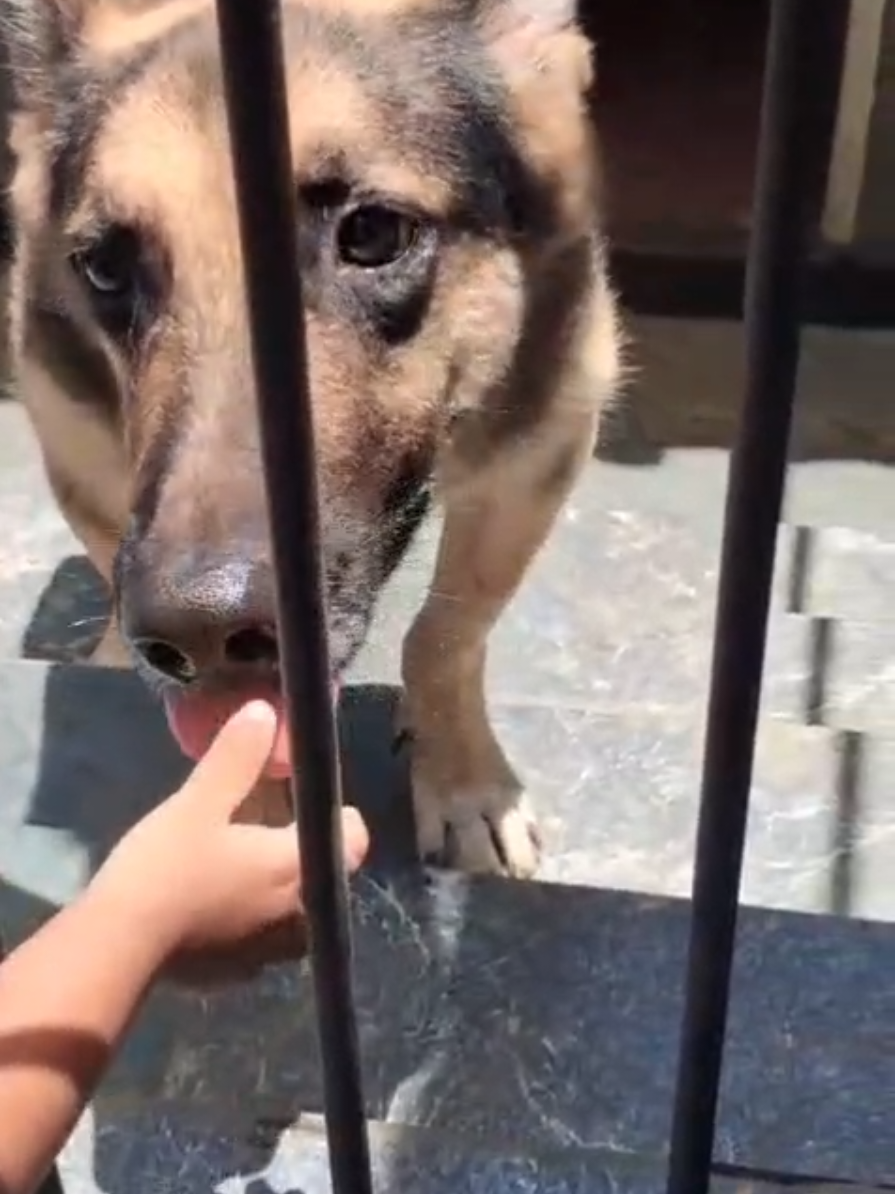 @tailsoffreedomsl