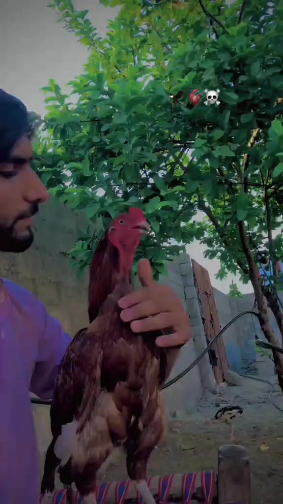 @🍂عادل کھنڈی وال🥷