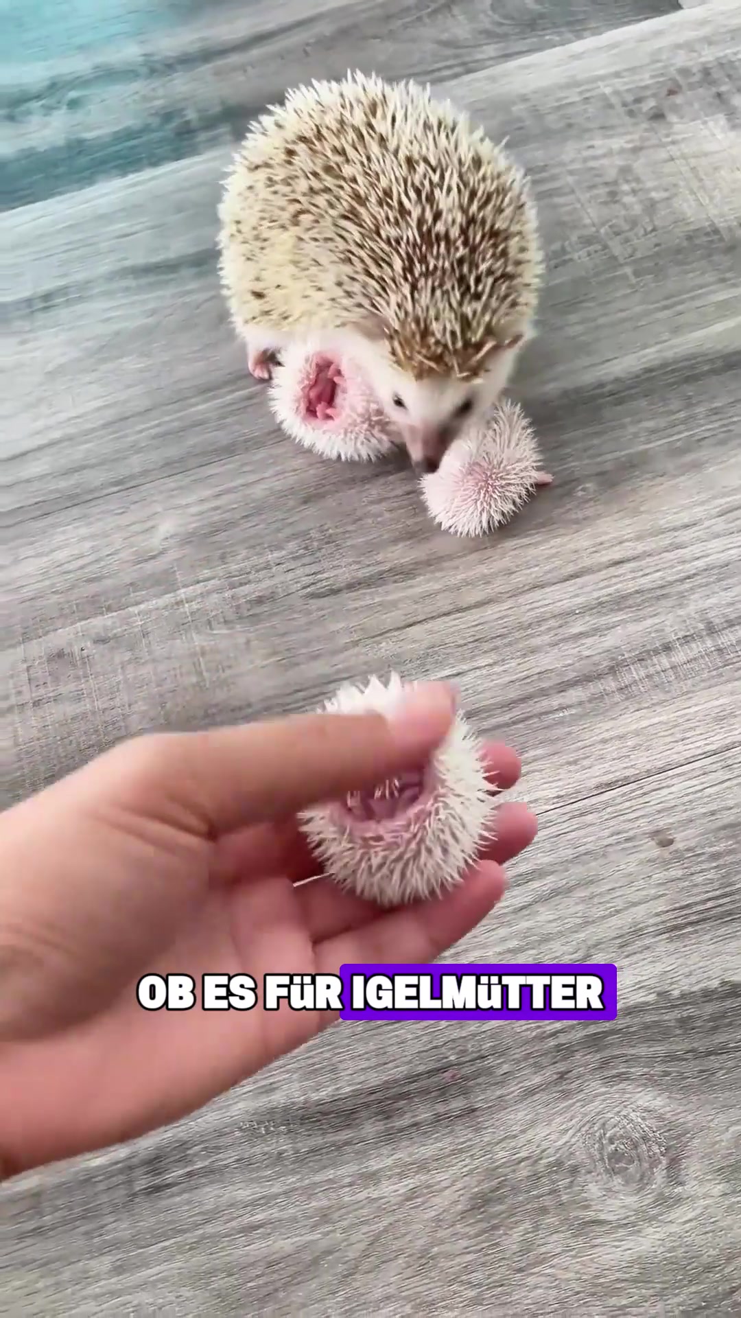 @Tierheim