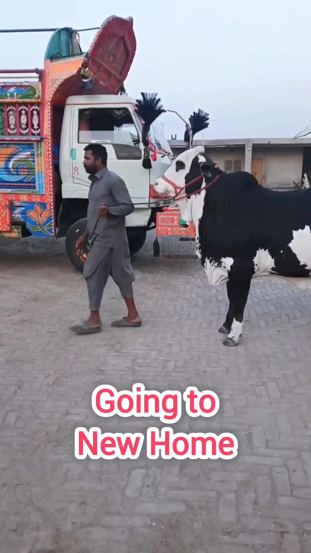 @shehzada