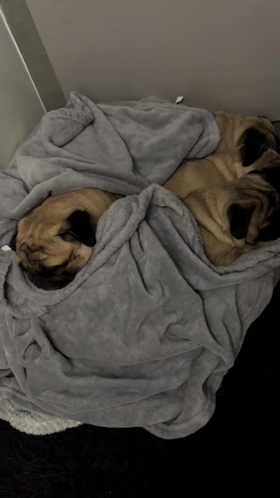 @pugSofyHarry
