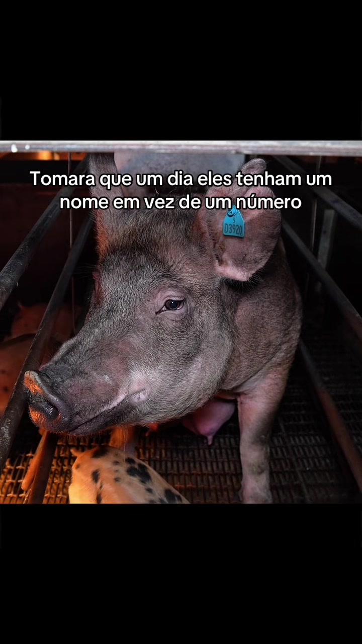 @Carne é cruel