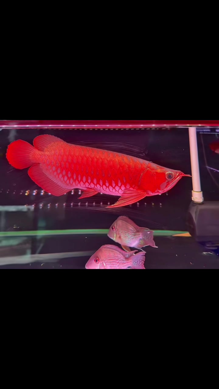@網上看魚