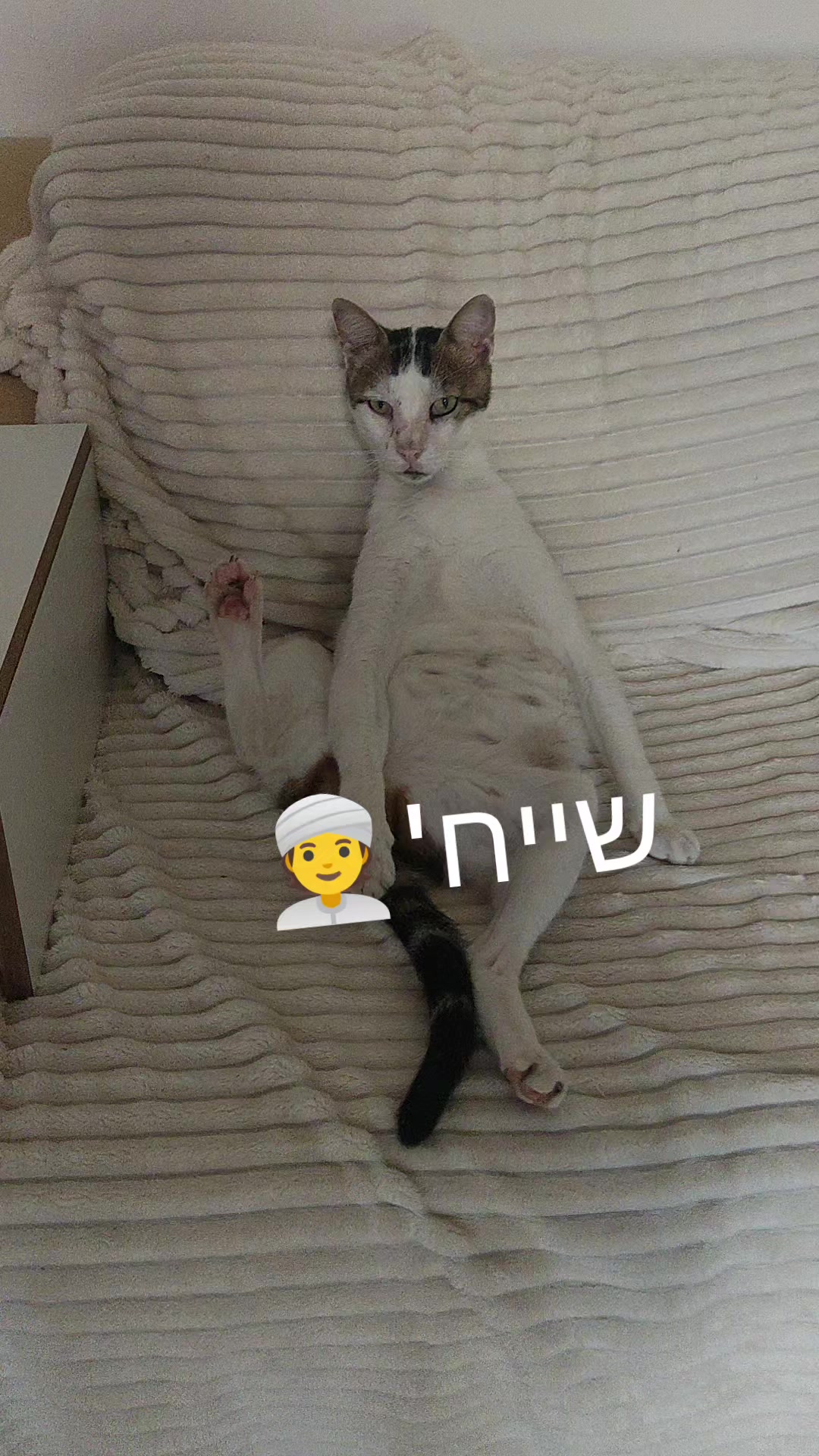 @shmuli daytsh