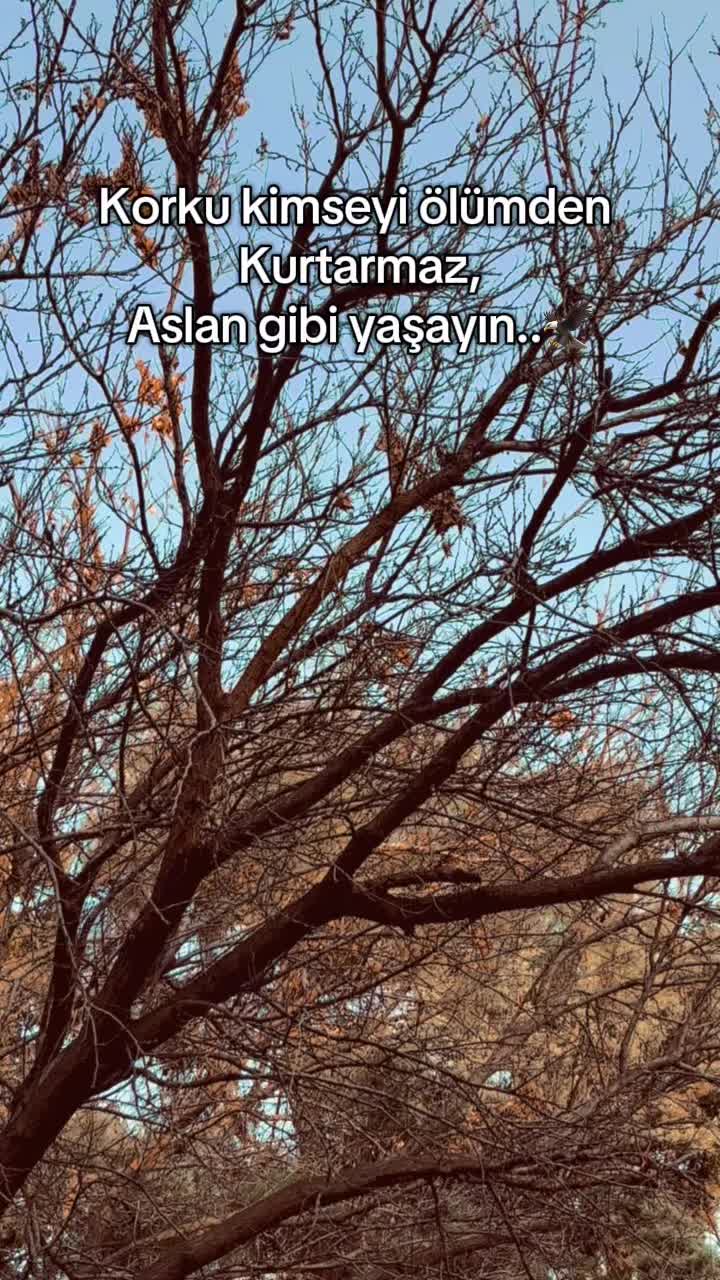 @yilmazezel22