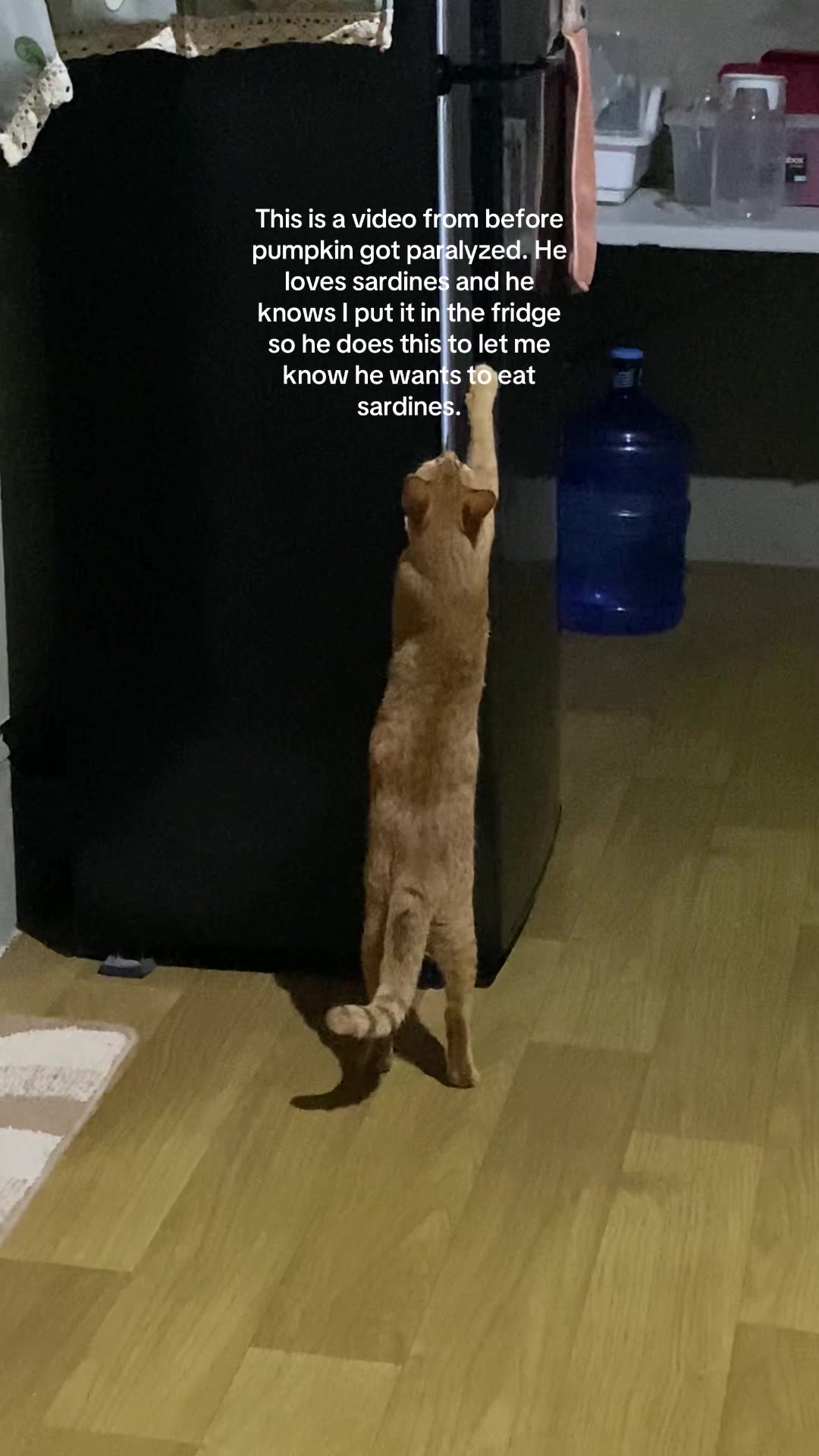 @eilliebear