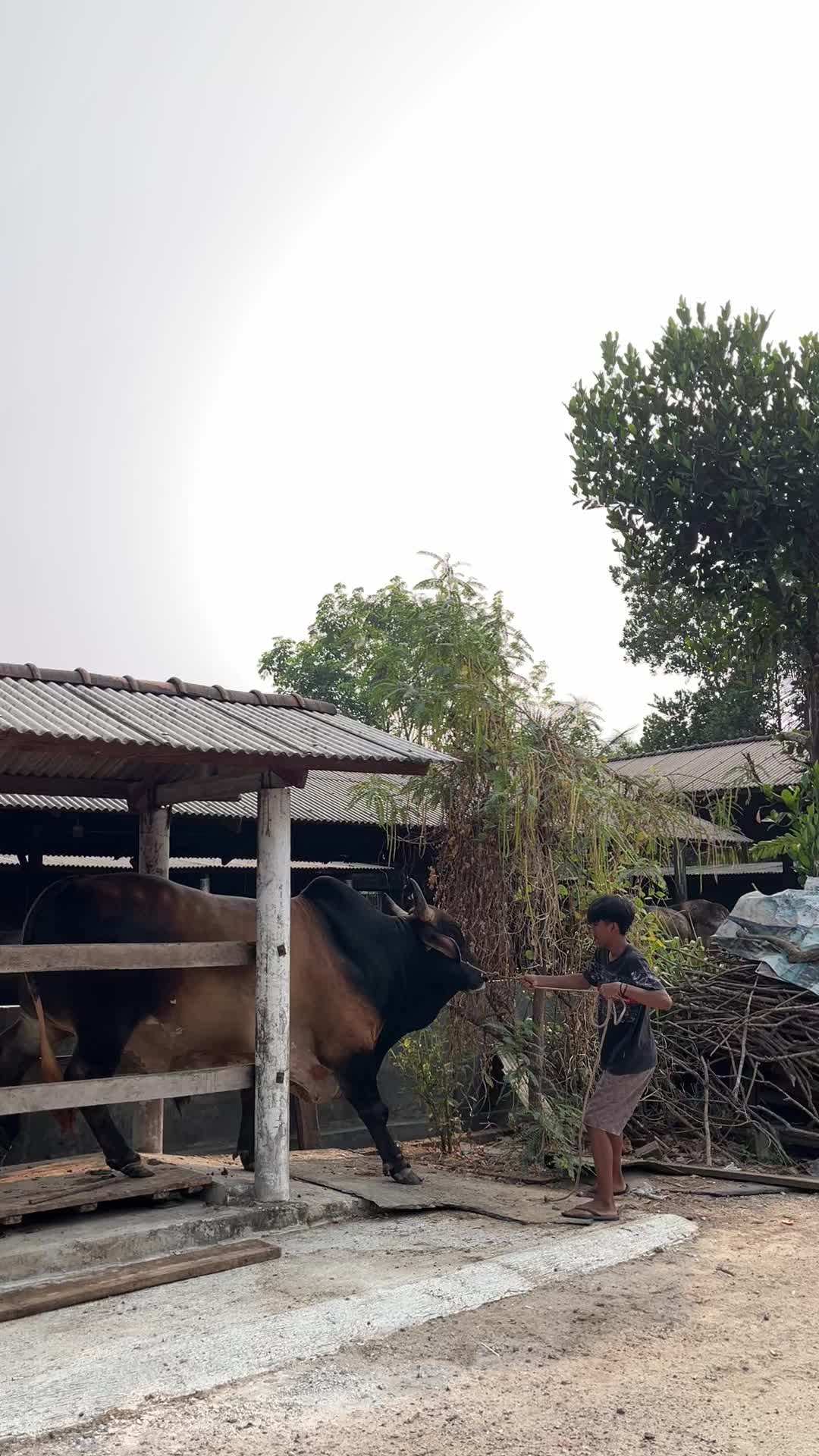 @Wisnu Farm Lampung