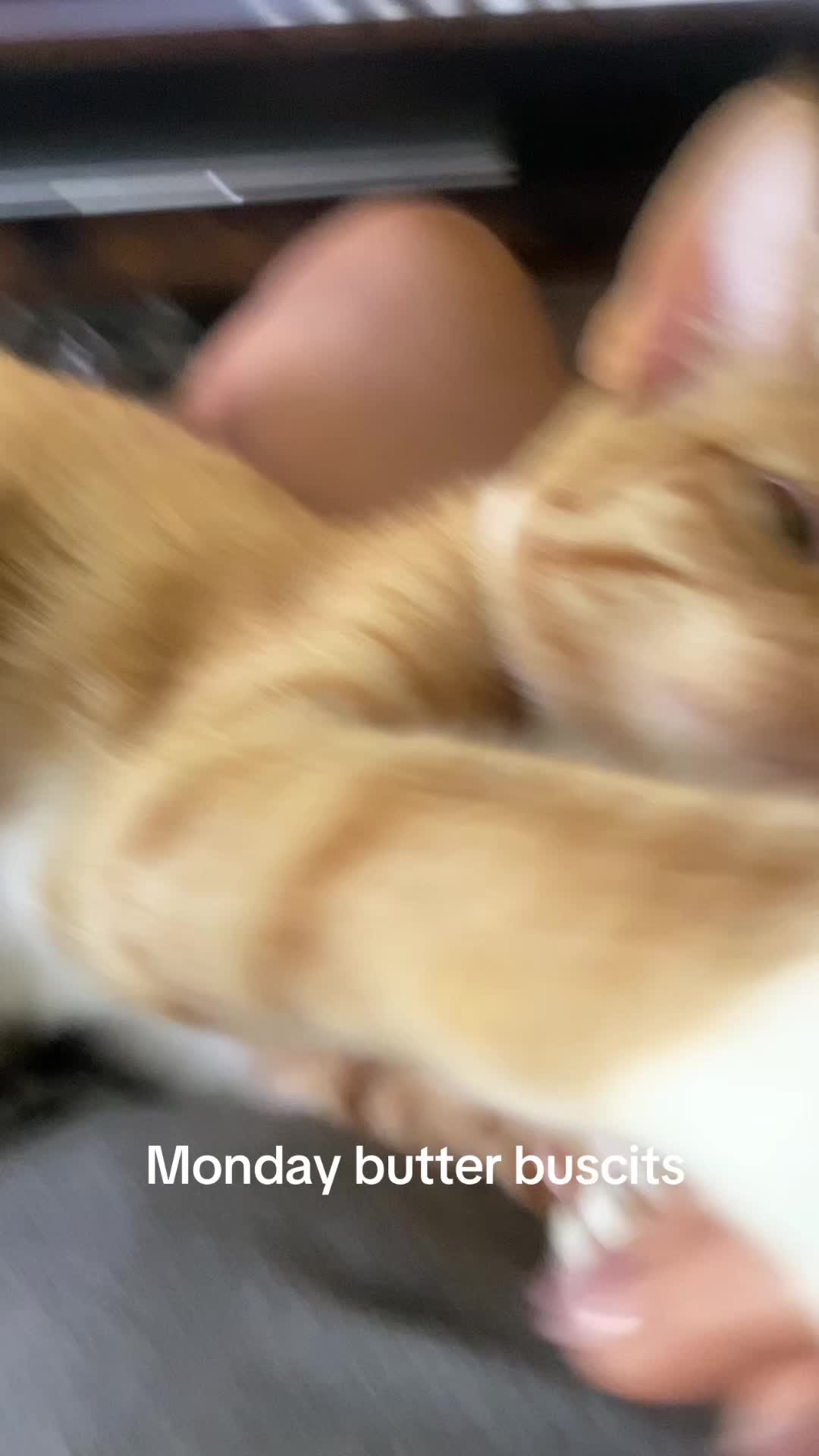 @catmomandexol