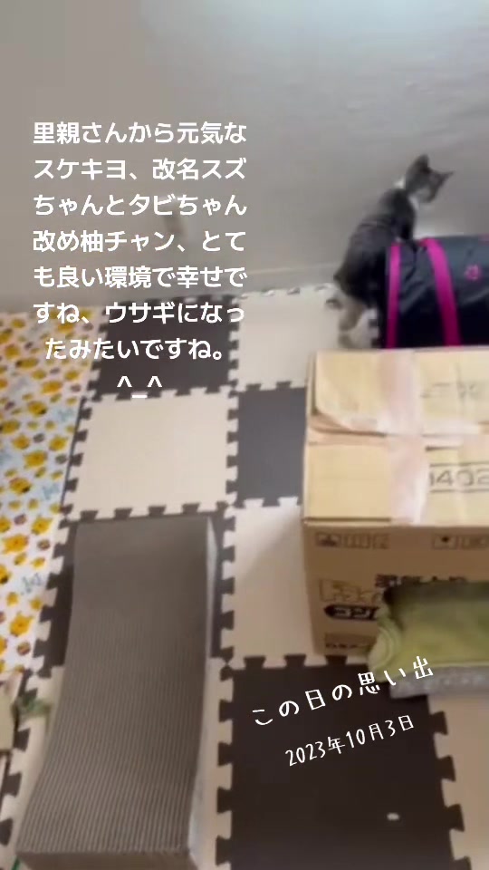 @とのひかる🐾🐈🐈⬛🐾