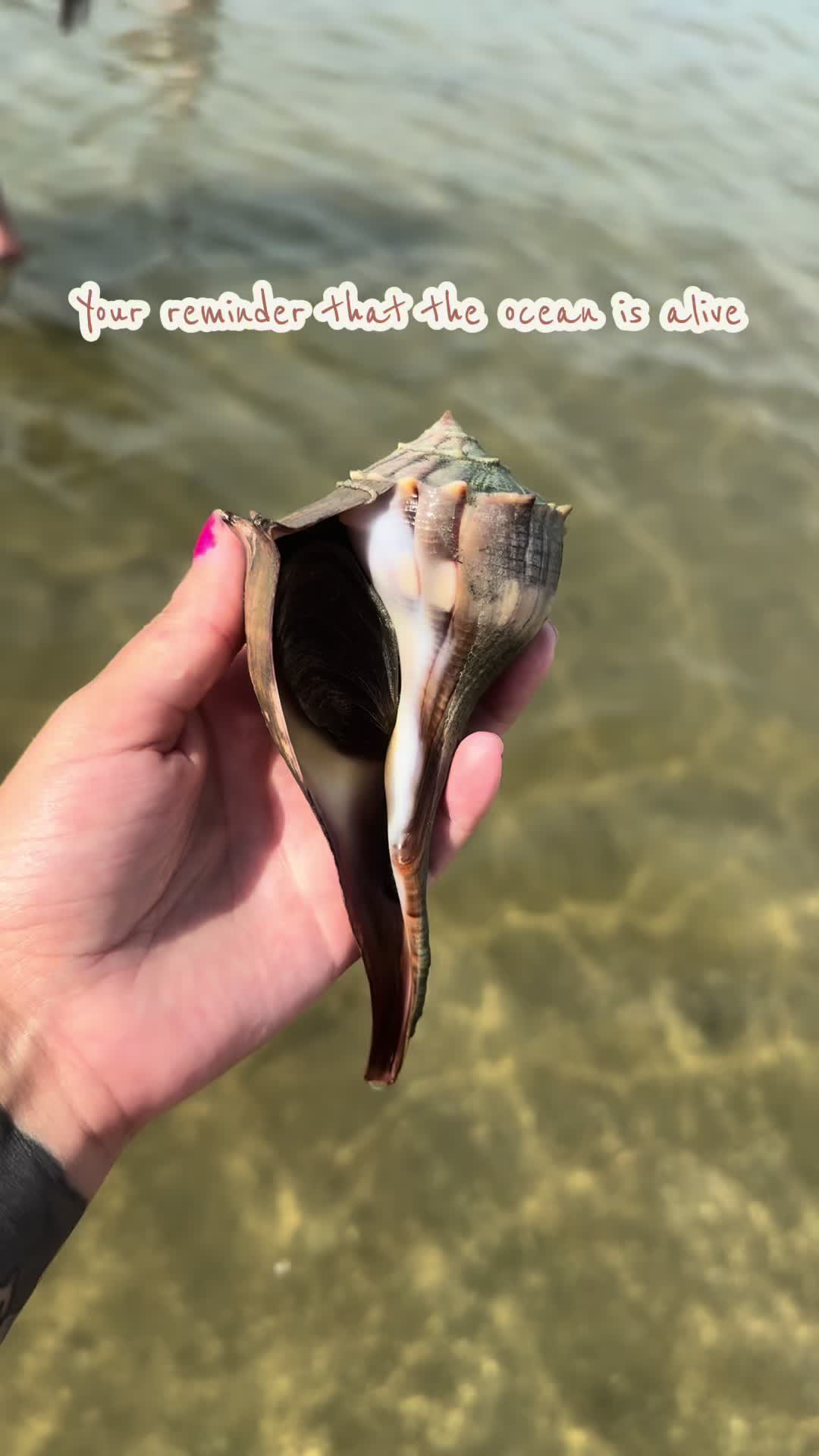 @Ashley Shields🌺🐚