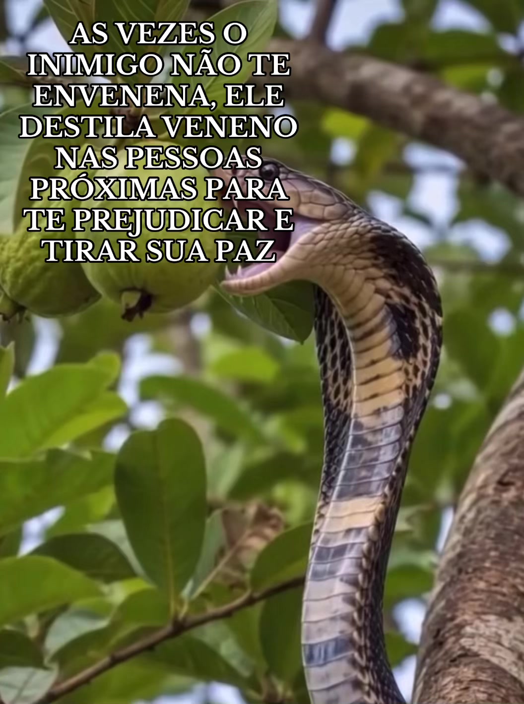 @Paula Vitti
