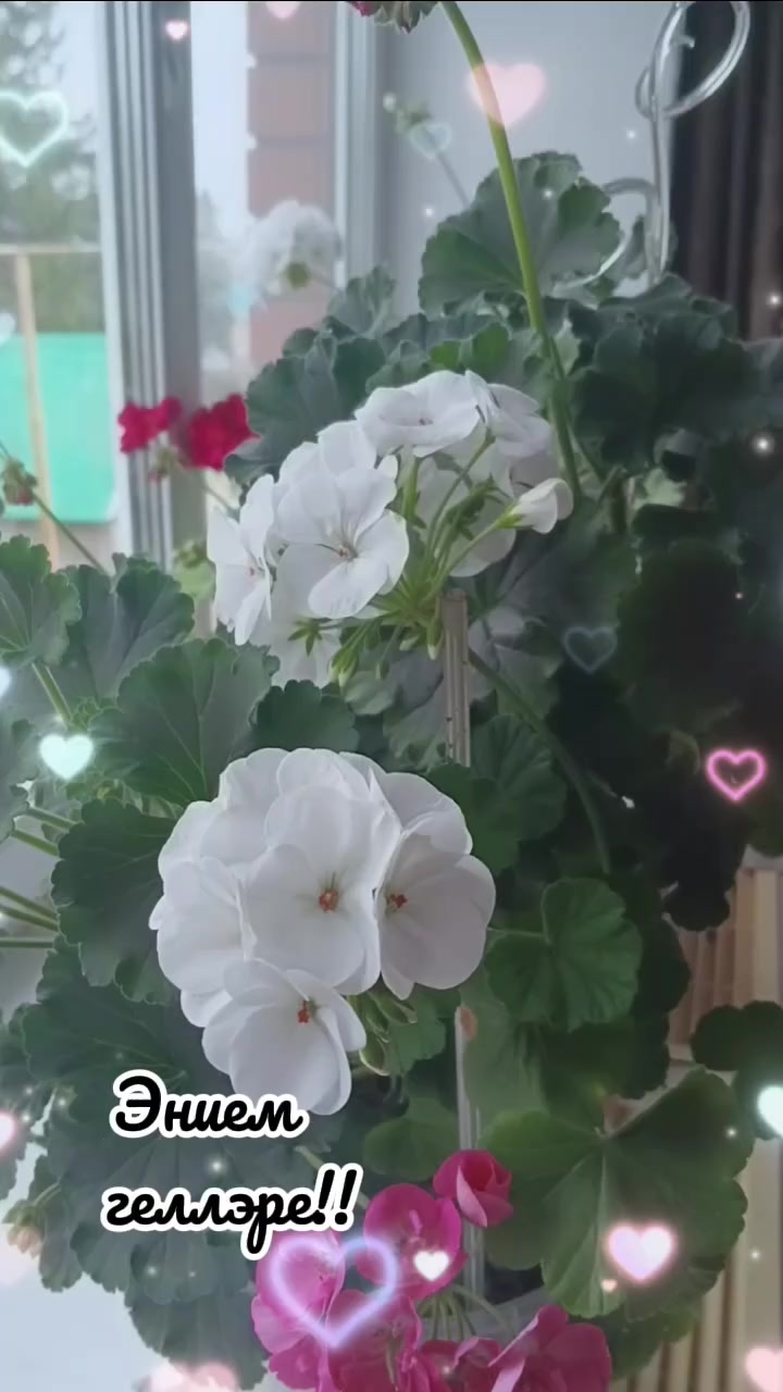 @Asiya2